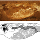 A 309 million-year-old fossil hatchling of Pipiscius zangerli, an extinct lamprey species.